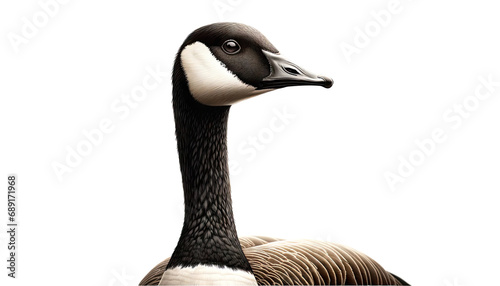 Canada Goose Isolated on White