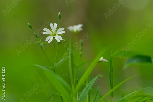Gwiazdnica wielkokwiatowa (Stellaria holostea) gatunek rośliny z rodziny goździkowatych.