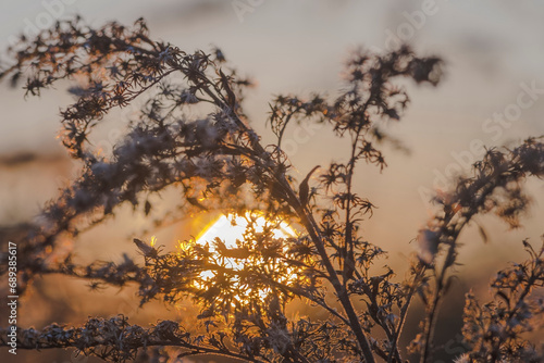 Jesienny zachód słońca na tle wyschniętej łąkowej rośliny. Sucha łodyga podświetlana zachodzącym słońcem.