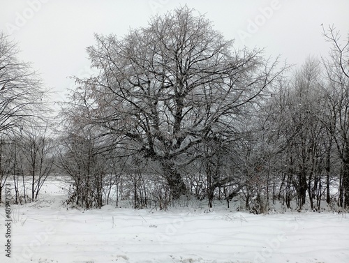 A beautiful chestnut tree in winter with frosted branches and a giant crown against a snowy white background.