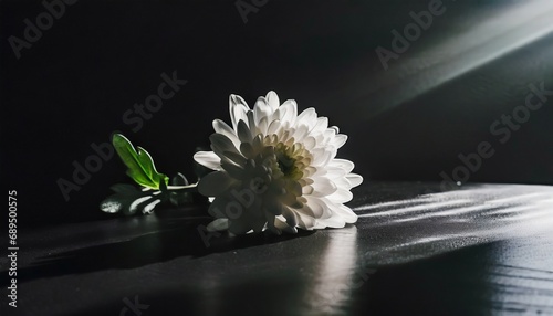 White chrysanthemum on black background, intense light. condolences