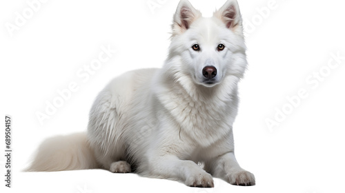 A white dog lying down, isolated on transparent or white background, png