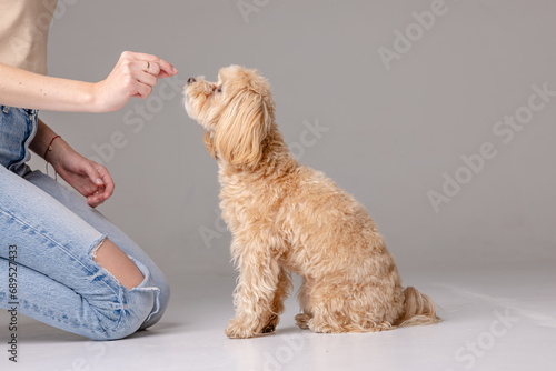 A girl feeds a Maltipoo puppy dry food. taking care of a dog, happy dogs concept