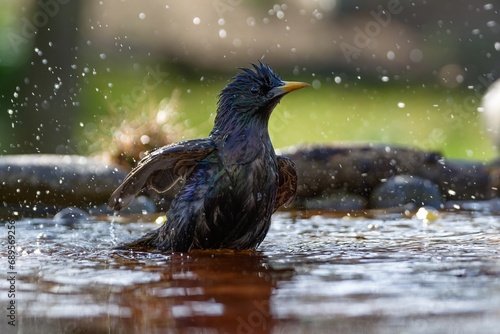 Starling bathes in the water of the bird's water hole. It splashes water. Czechia