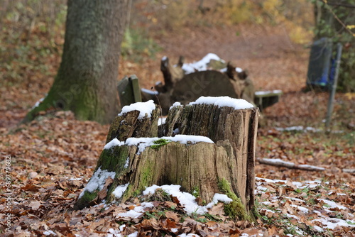 old stump covered with snow in the forest in winter, closeup