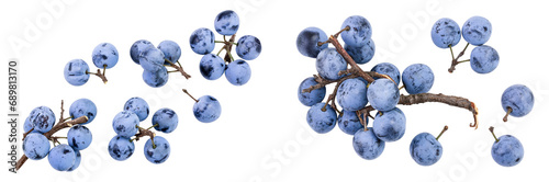 Fresh blackthorn berries with twig, prunus spinosa isolated on white background. Top view. Flat lay