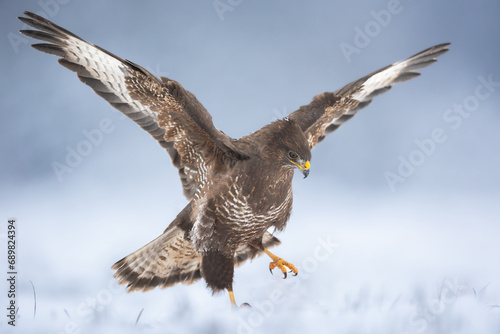 landing Common buzzard Buteo buteo in the fields in winter snow, buzzards in natural habitat, hawk bird on the ground, predatory bird close up winter bird