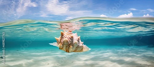 A conch Lobatus gigas lays in shallow water near the sandy beach of a cay off Belize This species of mollusk is common throughout the Caribbean Sea but is being overfished in many areas