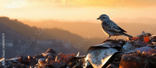 Bird perched near mining waste.