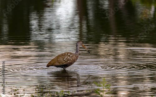 A Limpkin foraging for breakfast as it wades a small creek.