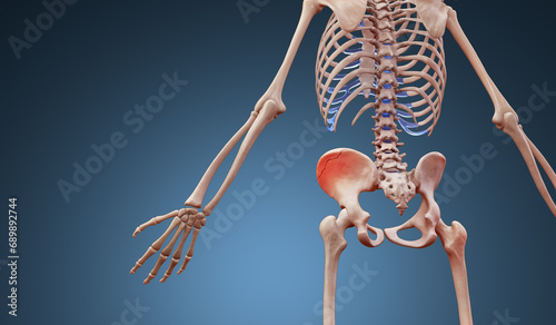 3d rendered illustration of a human skeleton suffering a pelvic hip fracture