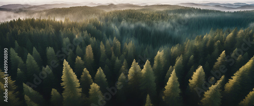 Evergreen Majesty: Aerial View of Lush Pine Forest