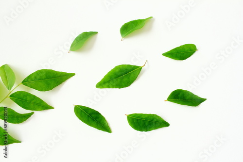fresh indian spice curry leaves also known in india as curry patta,sweet neem leaves,kadhi patta use in indian gujarati food like kadhi,rasam,chutney,sambhar,dal and other recipe on white background 