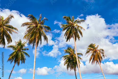 Coconut Palm Trees With Blue Sky Background