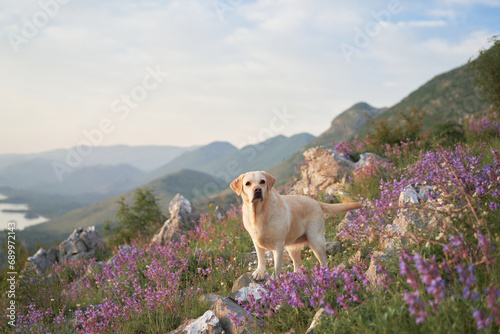 A Labrador Retriever lounges among alpine wildflowers. The dog embodies the tranquil essence of mountain flora
