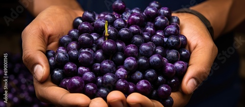 Purple-stained Brazilian acai berries held in hands.