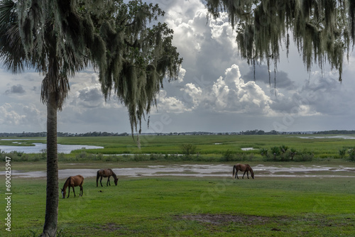 Wild Horses, Cumberland Island, Georgia