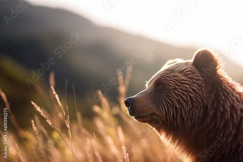 Urso pardo em uma colina com a grama alta ao entardecer - Papel de parede