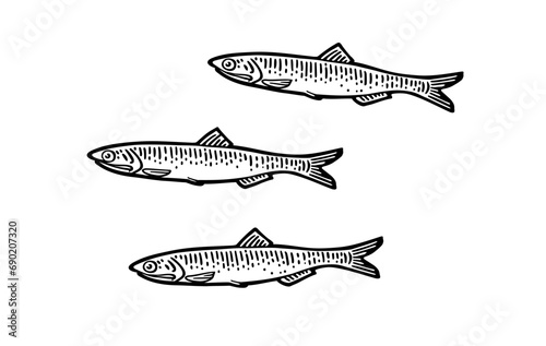Whole fresh fish anchovy. Vector black engraving vintage