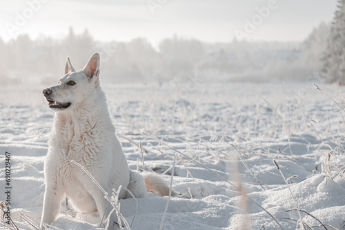 a white swiss shepherd dog sits in snow in winter outside