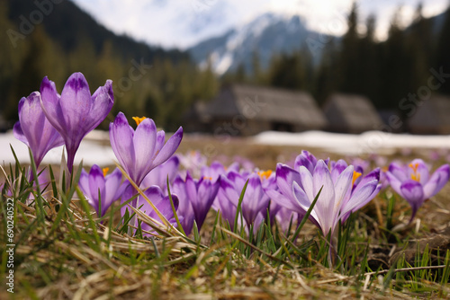 Tatrzańskie krokusy w Dolinie Chochołowskiej, piękny początek wiosny. Tatra crocuses in the Chochołowska Valley, a beautiful beginning of spring.
