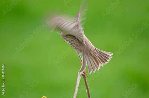 Corn bunting (Emberiza calandra) flying from a branch. Green blurred background.