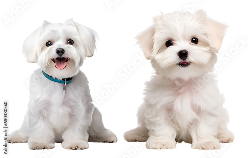 Set of Cute Maltese White Dogs: Puppies and Adult Maltese Dogs Sitting, Isolated on Transparent Background, PNG