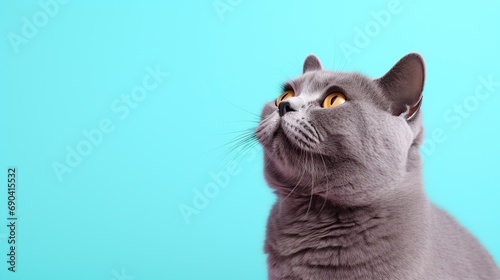 fluffy british cat on light blue color background, pet on colored background with copy space background. Generative AI