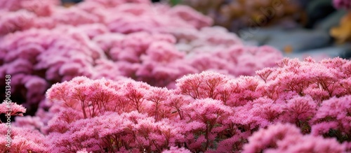 Drought-resistant pink sedum blooms in autumn at Eastcote House garden in London, UK.