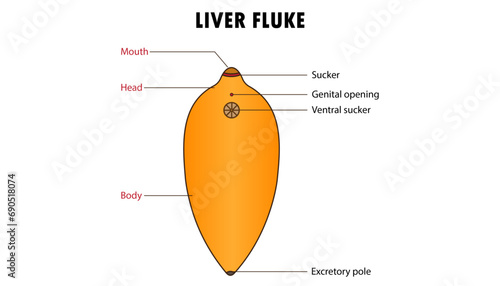 liver fluke, parasite animal diagram parts