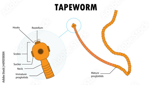 Parts of the Tapeworm diagram, illustration