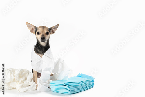 Canine diarrhea, constipation, indigestion, digestive problems, dog among toilet paper and pet disposable urine diapers,animal pad