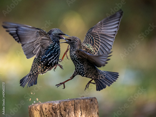 Star (Sturnus vulgaris)