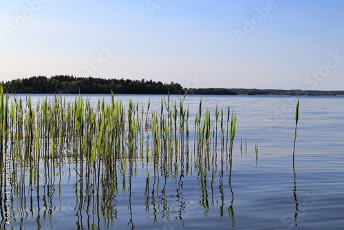Green reed in the lake. One summer day. Mälaren, Stockholm, Sweden.
