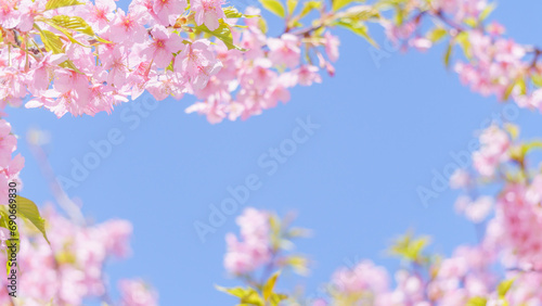 青空と河津桜のフレーム