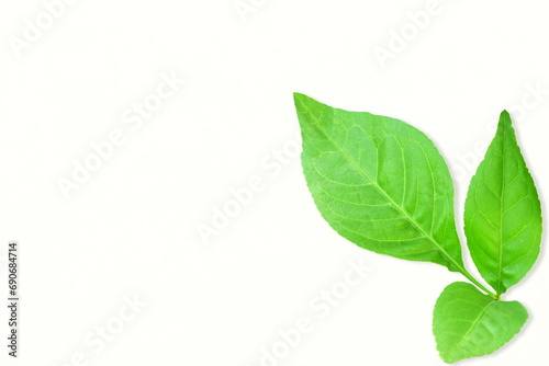  indian holy plant bael leaves aegle marmelos commonly known in india as bael patra,bilva patra, bili patra used worship of hindu god shiva and traditional medicinal,white background,copy space 