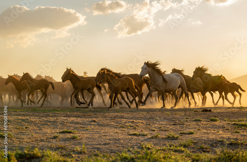 Horse, Animal, Race, Shadow, Colt