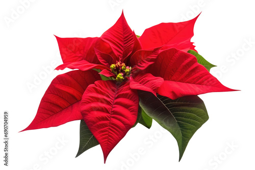 Green, red poinsettia, christmas star - Isolated, no background