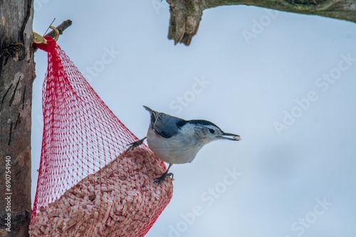Nuthatch eating suet