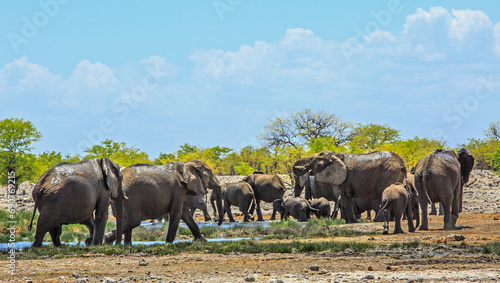 Panoramic view of a herd of elephants having fun at a waterhole - Rietfontein, Etosha