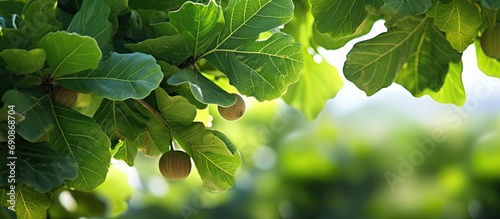 Close-up of fig tree with air layering.