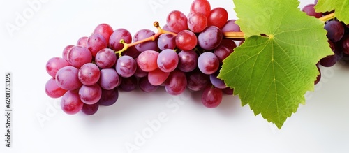 Ripe grape clusters pre-harvest.
