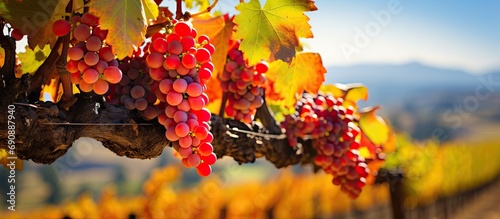 Autumn foliage and grapes in Napa Valley, California