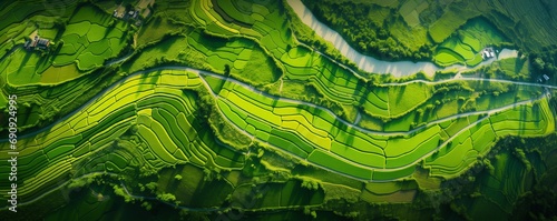 aerial view of a vast and lush rice field