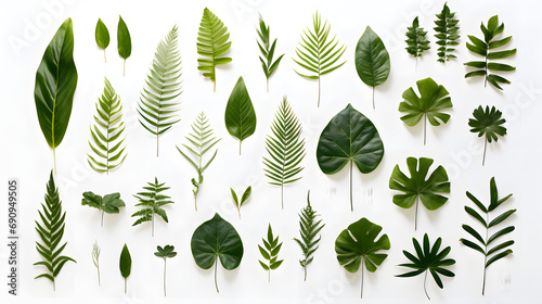 Set of green leaves isolated on white background