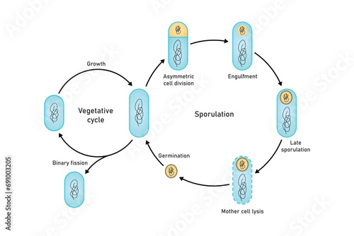 Endospore Life cycle Scientific Design. Vector Illustration.