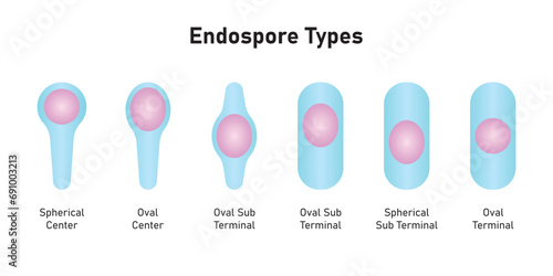 Endospore Types Structure Scientific Design. Vector Illustration.