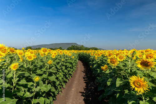 Beautiful sunflower blooming in sunflower field and trail with blue sky background. Lop buri