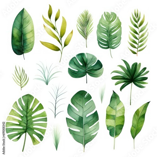 Watercolor set of exotic plants. Palm leaves and monstera leaves on white background.