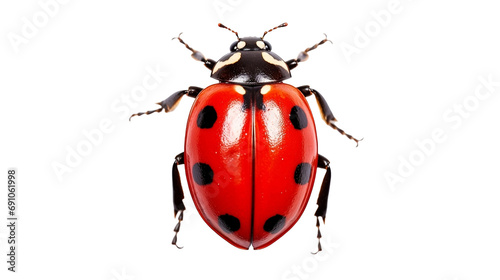 top view ladybug isolated on white transparent background